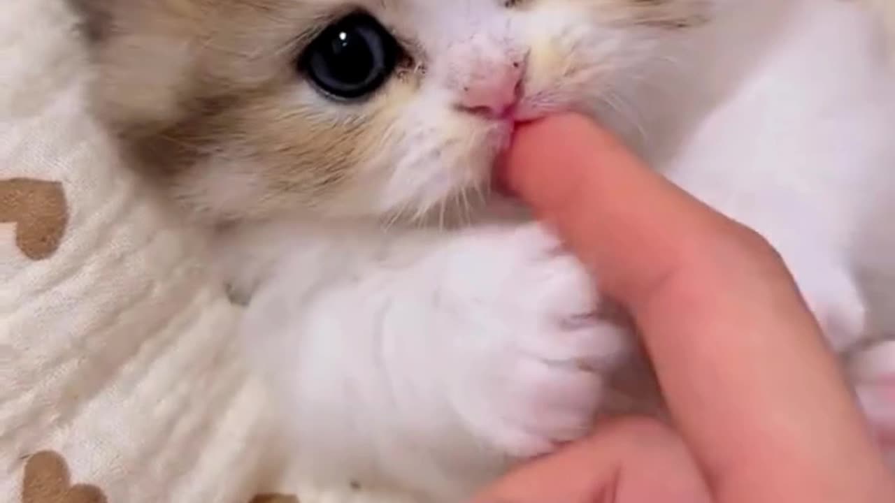 Cute kitten 😻