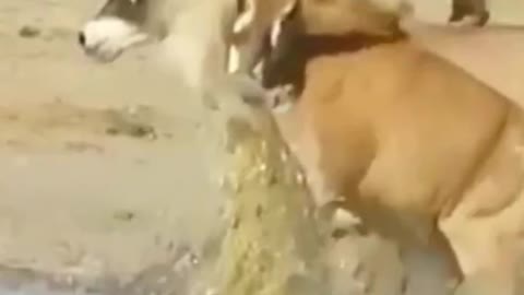 The moment the crocodile appeared, it scared me