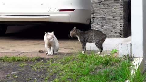 Two angry cats fighting