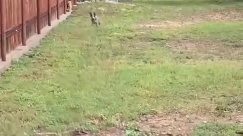 Emotional Girl Reunites with Her Lost Dog