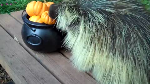 Teddy Bear the Porcupine's Halloween Feast