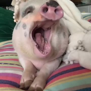 Pig wake in morning 🌅