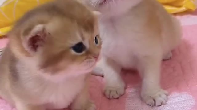 OMG So Cute Cats ♥ Best Funny Cat ❤️🐈Videos 2021 #shorts