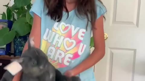 Cute cat