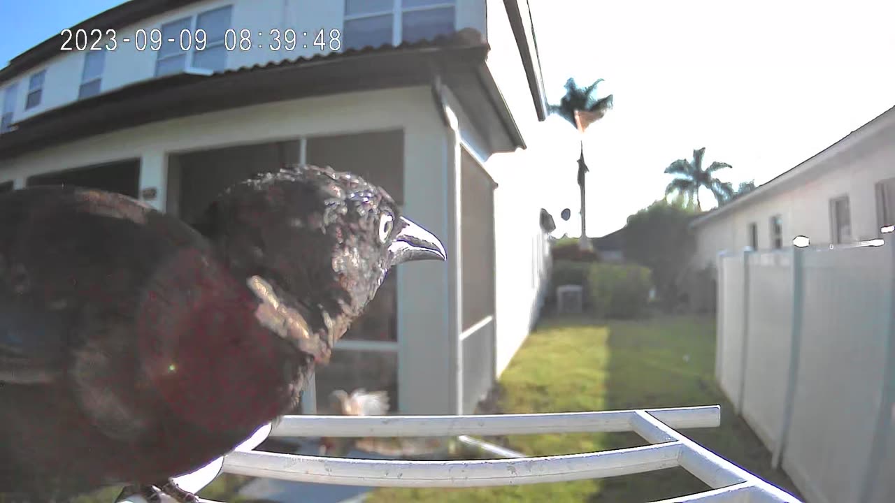 First time pigeon and black bird spar