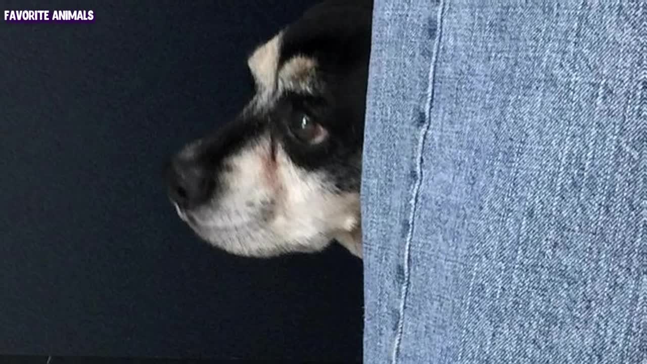 He brought his old dog to a crowded shelter and said something that shocked the volunteers…