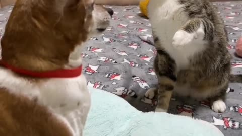 Funny dog and cat