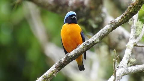 Golden-rumped Euphonia - Gaturamo-rei