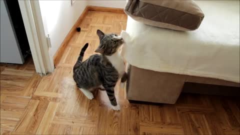 Cat Mating Fail