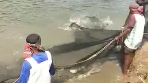 Crazy Fresh Fish From Bangladesh