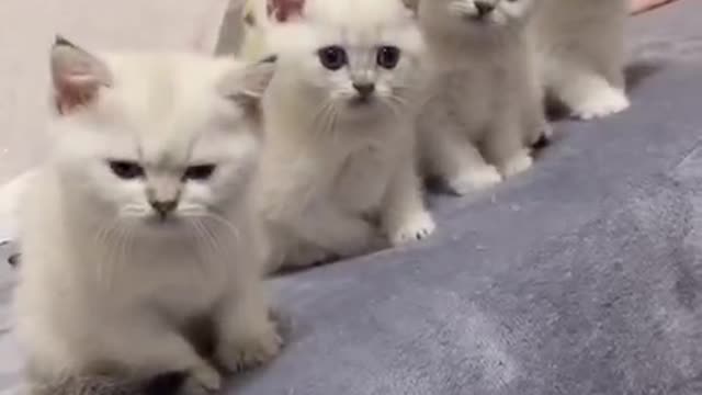 Super cute kitten that looks exactly the same.