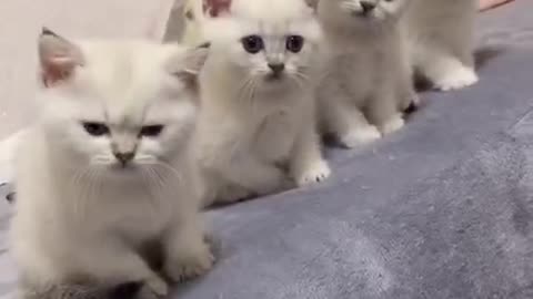 Super cute kitten that looks exactly the same.