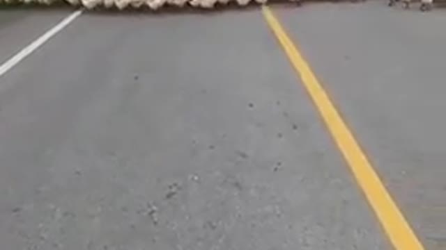 Hundreds of ducks circle a lone car