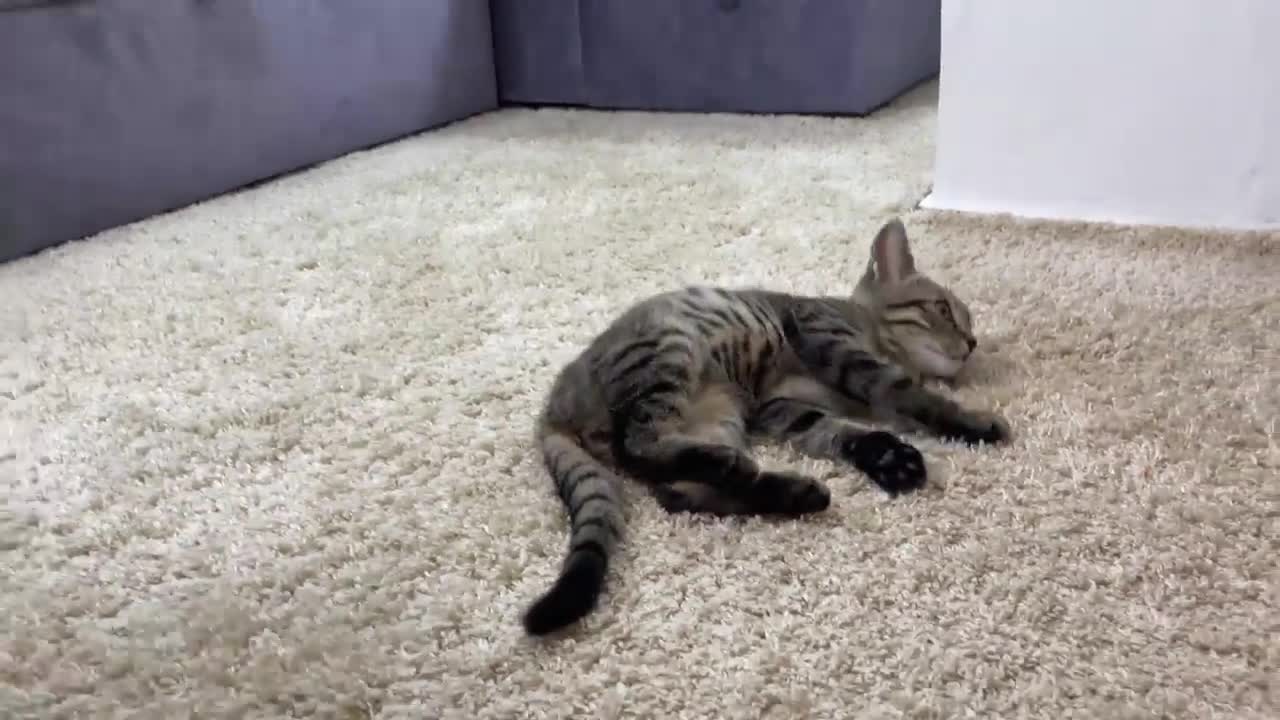 What does a kitten do when a baby dances funny video