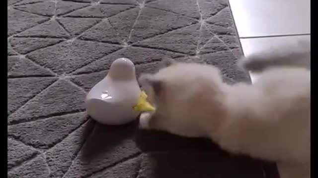 A very beautiful white cat playing with a feather in a very funny way