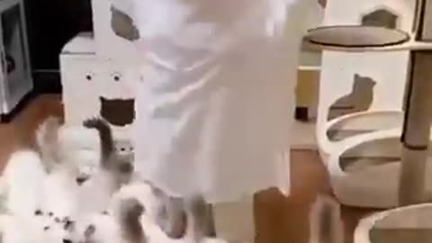 funny animal phần 34