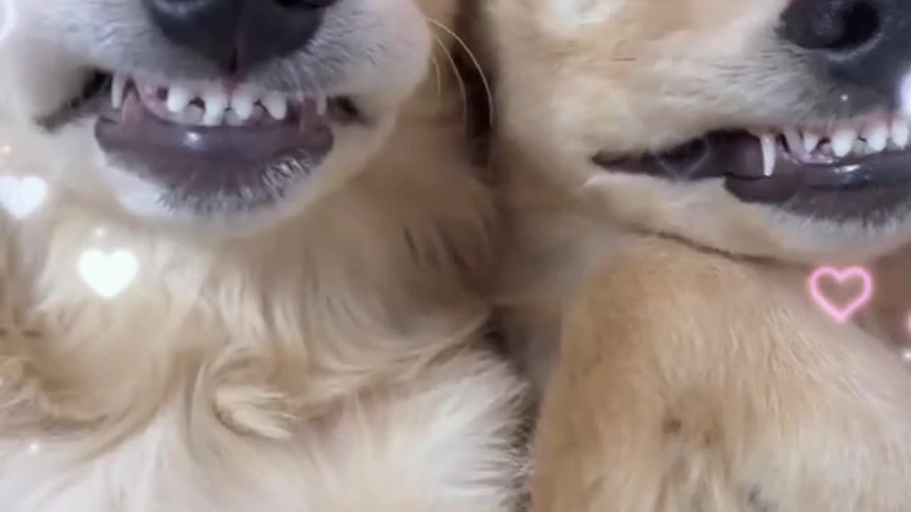 Dog Cries Out In Happiness After Months Apart From Owner