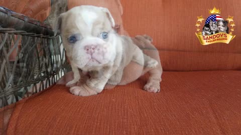 Lilac Fawn Merle Girl English Bulldog Puppy