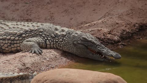 Zoo Morocco Africa Wild Natural Animals Nature