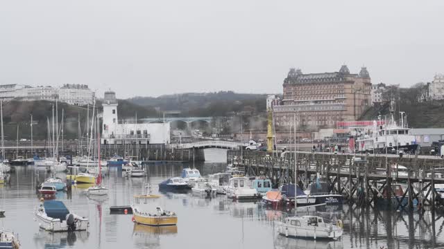 Scarborough Walrus - Thor The Walrus Heads To Blyth After Scarborough Yorkshire Coast Wildlife