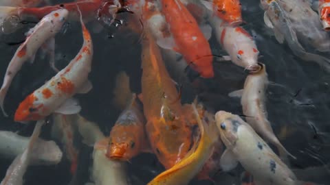 Oh my God, these fish are so sweet