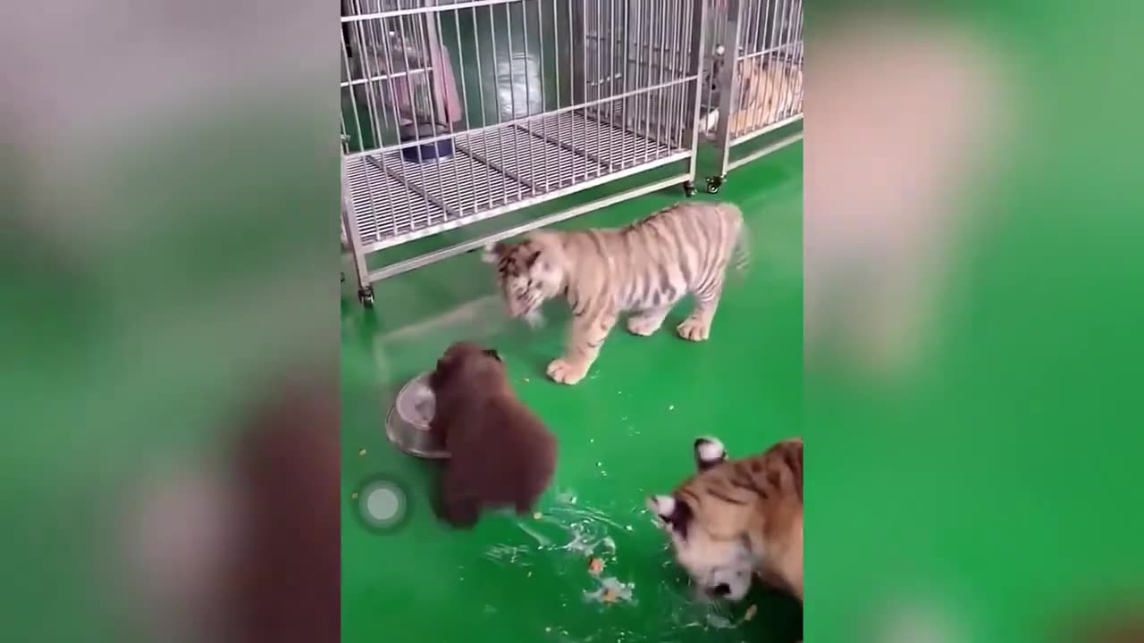 baby animals funny