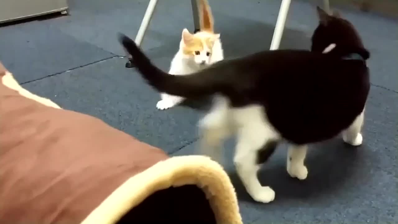 Funny & Cute Cat Compilation Video