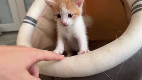 Mom Cat Plays with Her Son Tiny Kitten