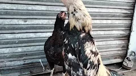Rooster Crowing Sound By Kingdom Of Awais