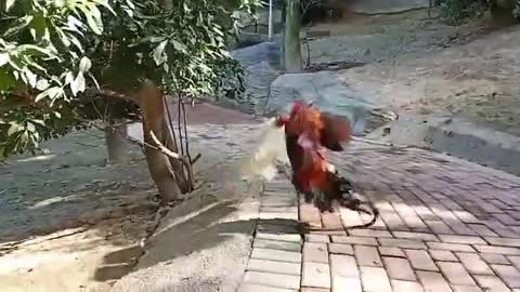 The World of Cockfighting Animals