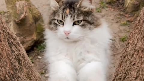 ADORBLE CAT PAWING ON TREE