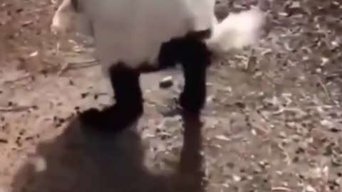 FUNNY ANIMALS 🤣