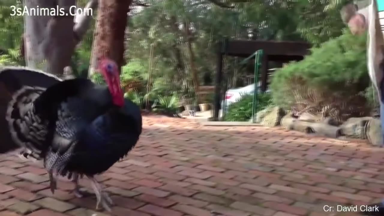 Funny ANIMALS video (15)