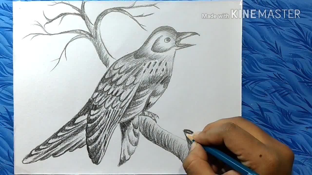 Amazing How to draw cuckoo bird with pencil sketch