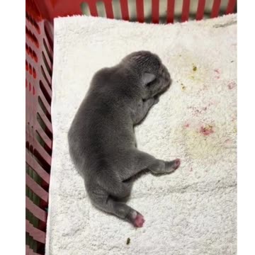 Man at Puppy Rescue🐶