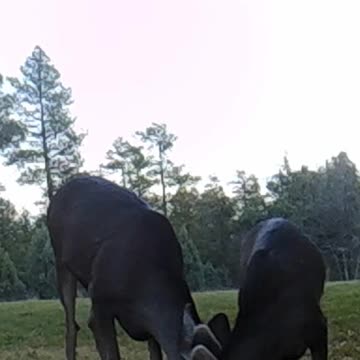 Baby Deer loves his Mommy!