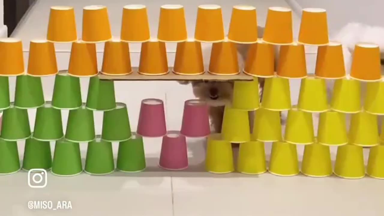 Doggy Obstacle Course
