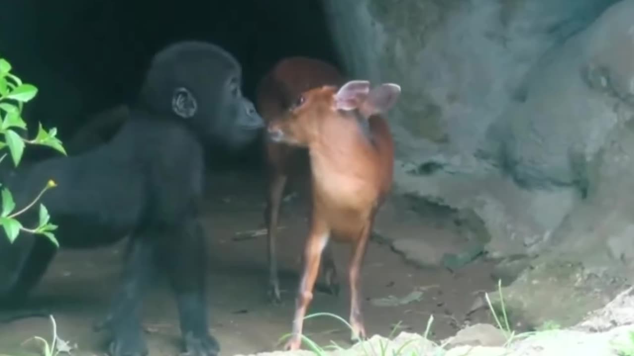 Baby gorilla interacts with baby deer😍