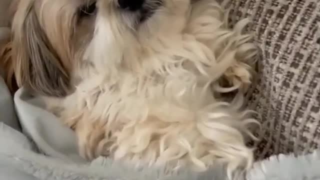 Cute And Funny Dog Videos Compilation 2022 😛😛