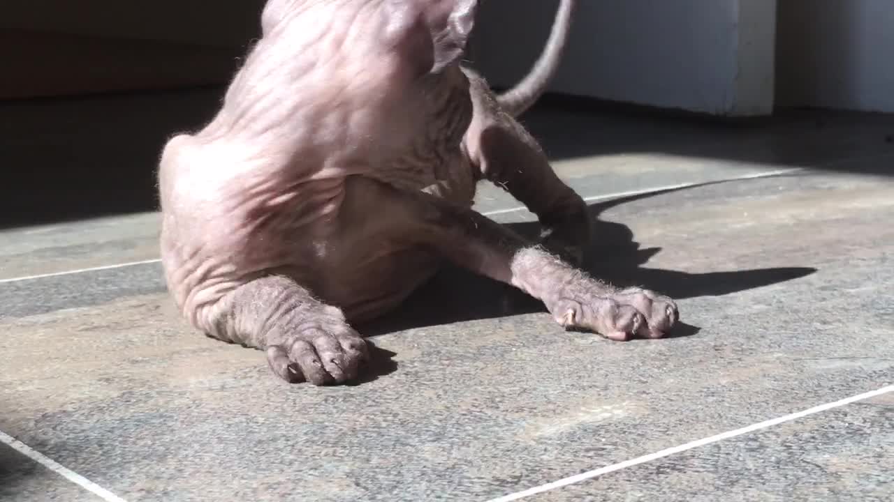 Sphynx kitten rolling around in sunshine