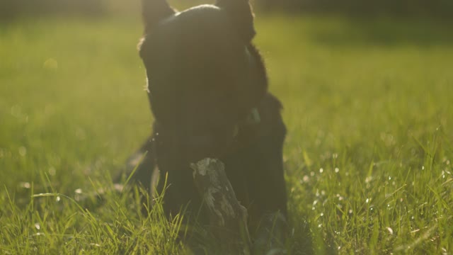 Funny dog 🐕 is eating wood videos 🥰