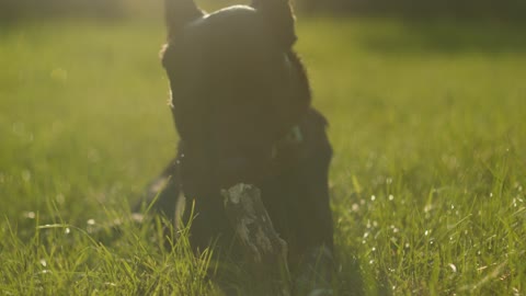 Funny dog 🐕 is eating wood videos 🥰