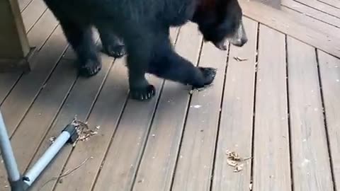 This feline turned that bear into a scaredy-cat! 🤣🐻 (Via - William J.)