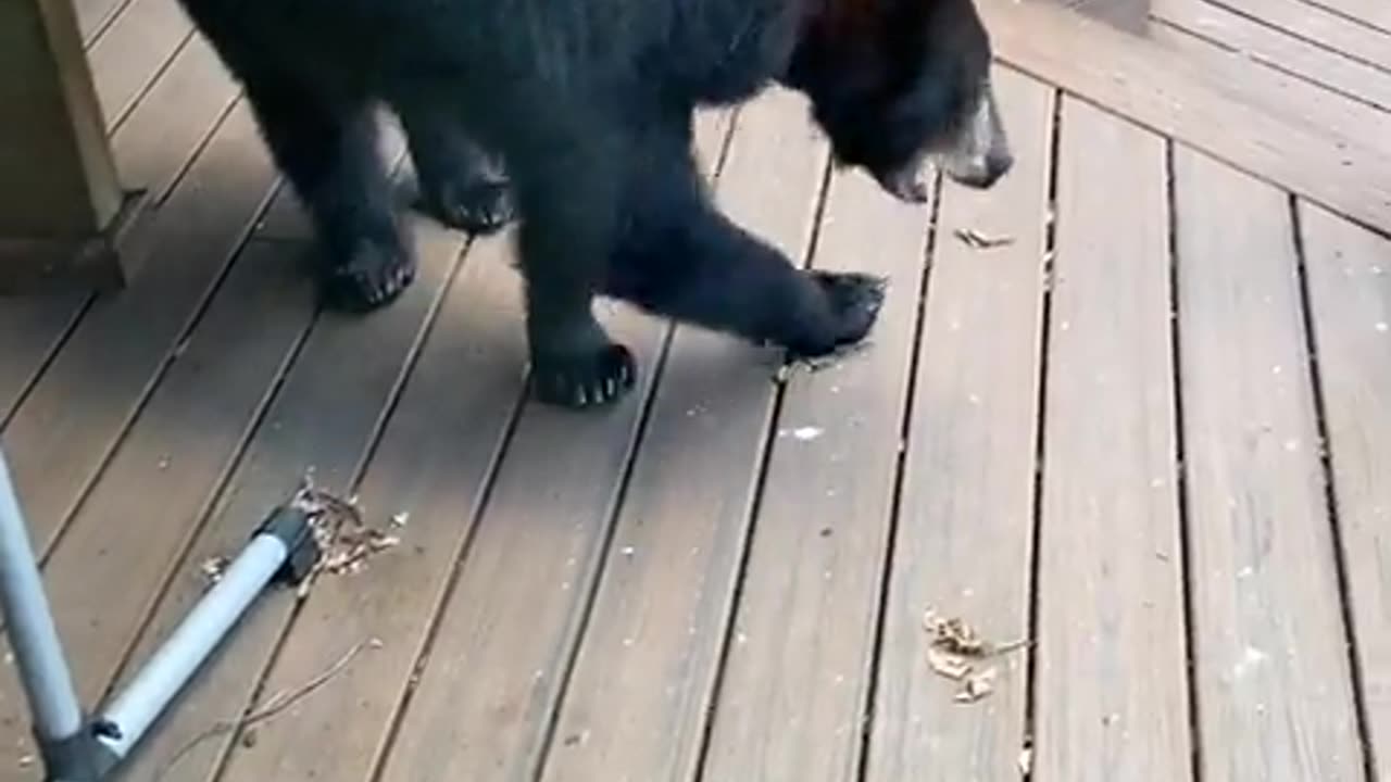 This feline turned that bear into a scaredy-cat! 🤣🐻 (Via - William J.)