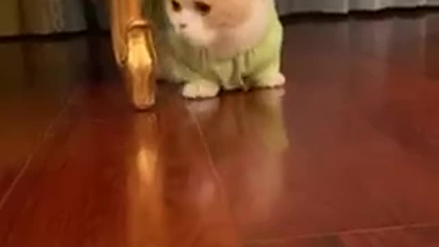 Friend cats moment, amazing and best pets!! Funny pet video!!#short #viral
