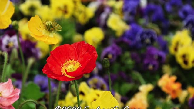 Springtime at Cantigny Park