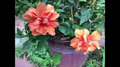 Tropical Notes Hibiscus Orange July 2021