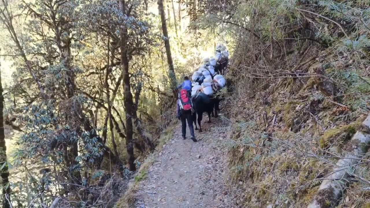 Yak used for transport