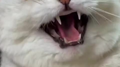 funnystuff