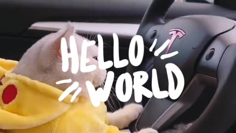 Very Cute Cat 😺 Driving #cat #driving